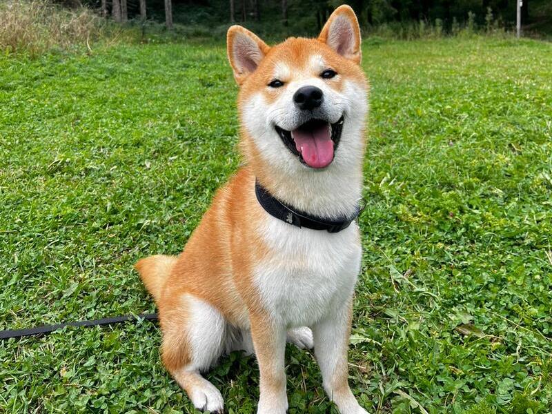 come funziona pensione per cani