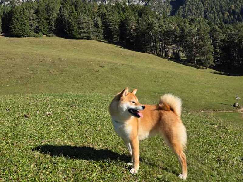cosa portare quando il cane va in pensione