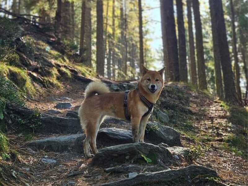 hotel per cani Vicenza