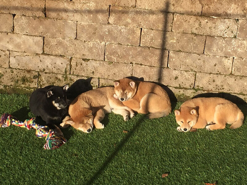i cani soffrono in pensione