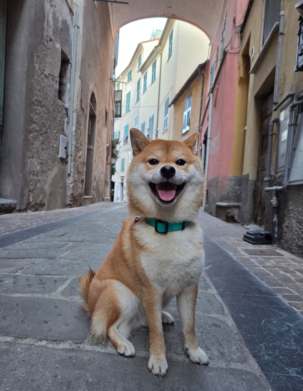 preparare cane pensione