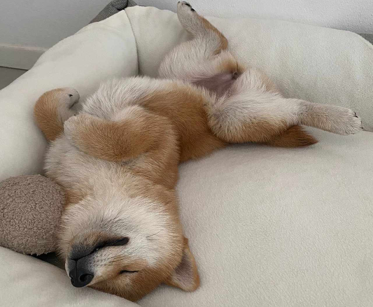 Come scegliere la pensione per cani