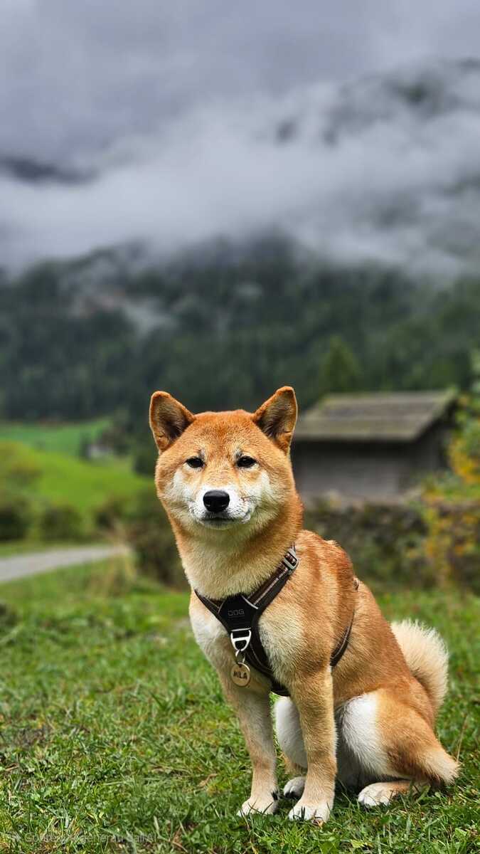 Migliore pensione per cani