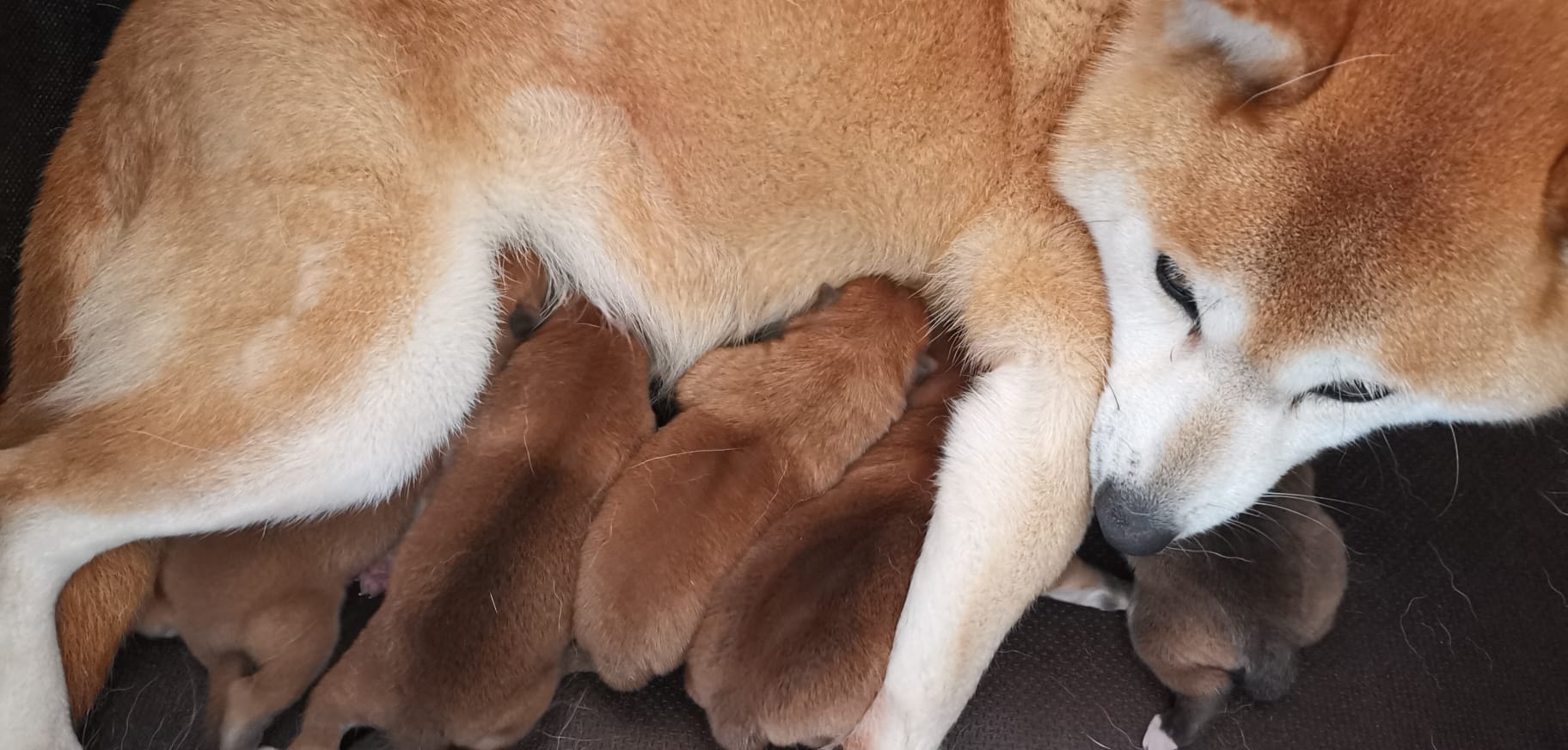 cuccioli nati il 13 novembre 2025 di razza shiba inu di Allevamento Kuma (Lusiana Conco) - VI - Italia