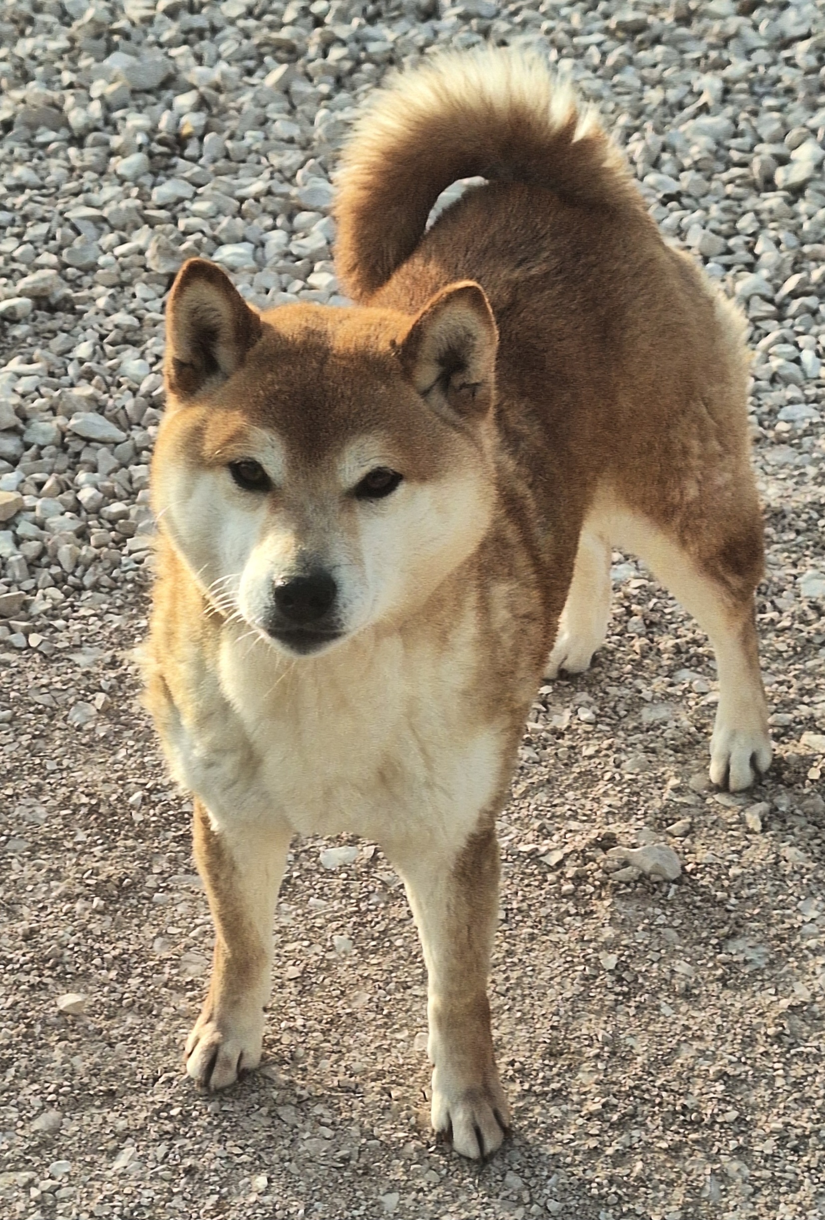 Femmina adulta di 8 anni di razza Shiba Inu di Allevamento Kuma - Lusiana Conco (VI) Italia