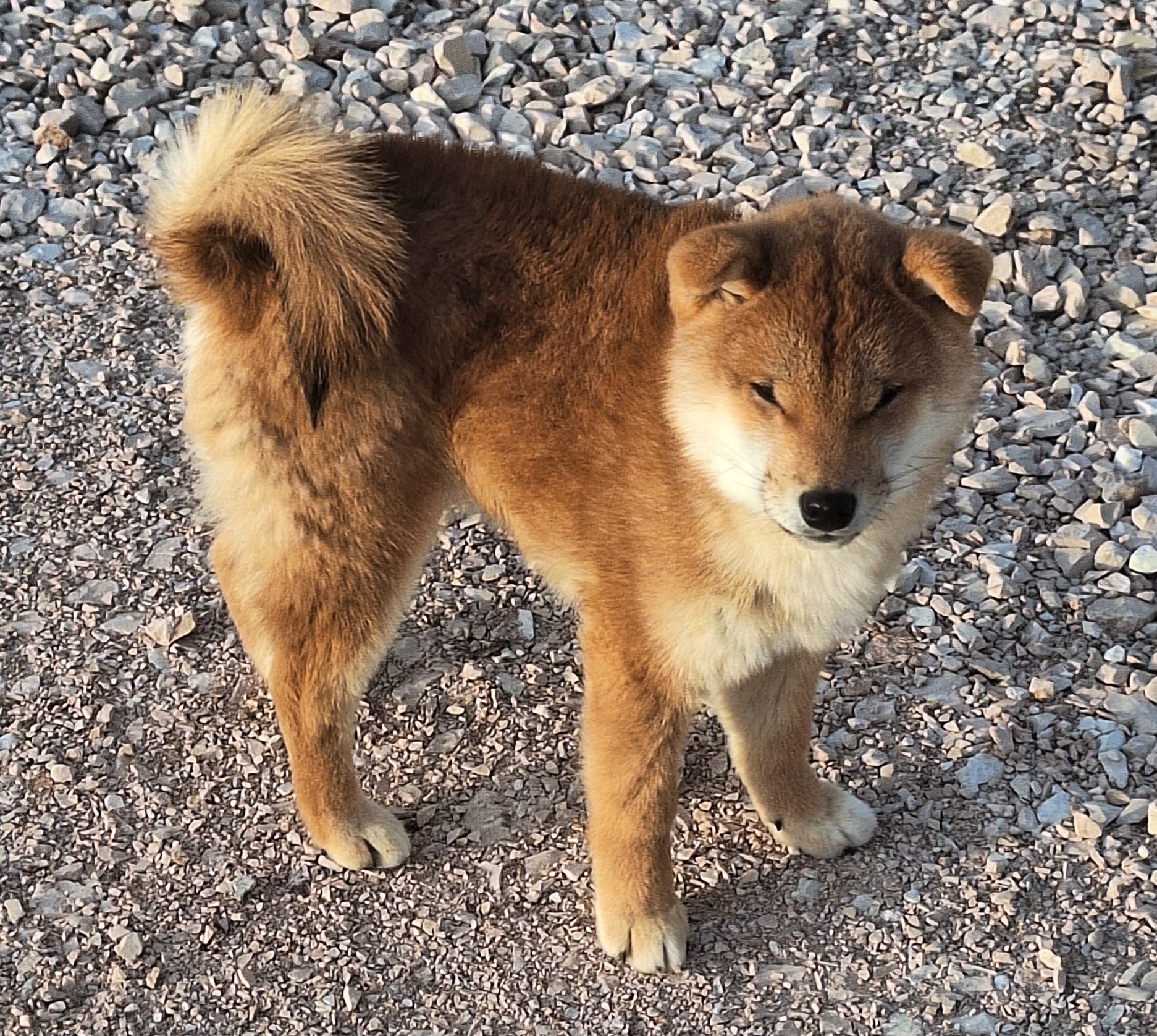 cucciolo maschio di razza Shiba Inu nato il 03_08_2025 in Allevamento Kuma - Lusiana Conco (VI) Italia