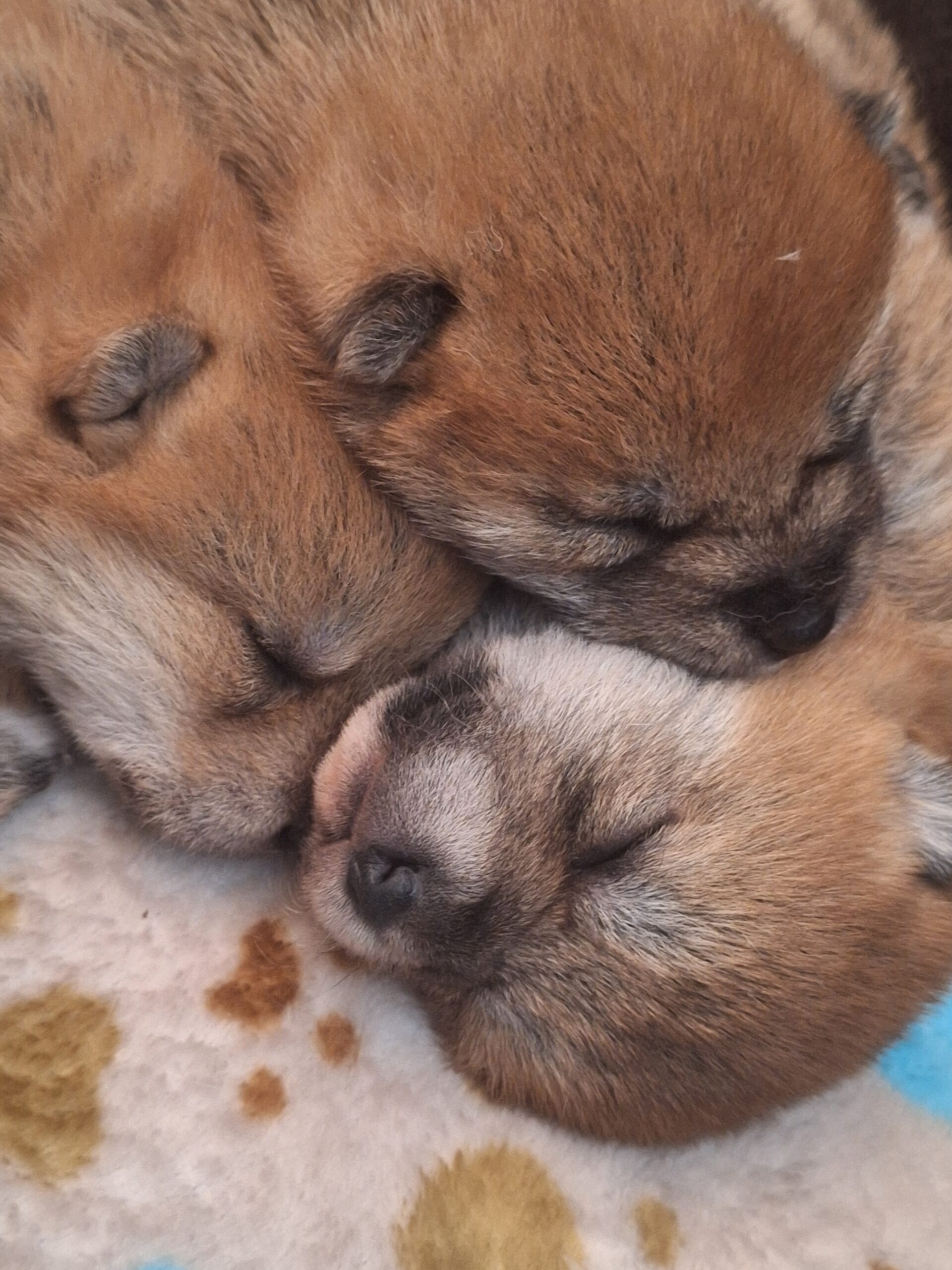 cuccioli di razza Shiba Inu nati il 13_11_2025 in Allevamento Kuma - Lusiana Conco ( VI) Italia