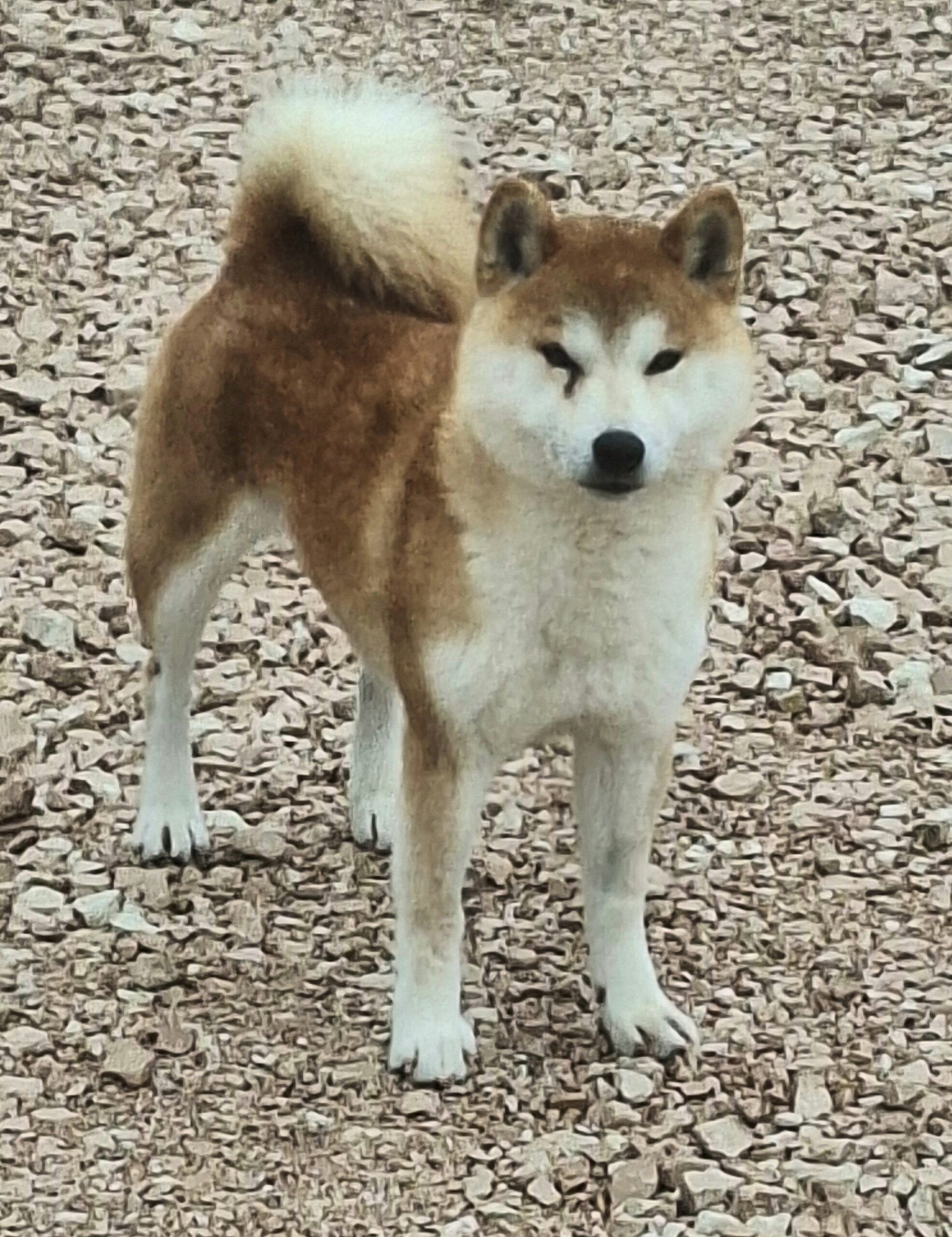 Femmina adulta di 3 anni di razza Shiba Inu di Allevamento Kuma- Lusiana Conco ( VI) Italia