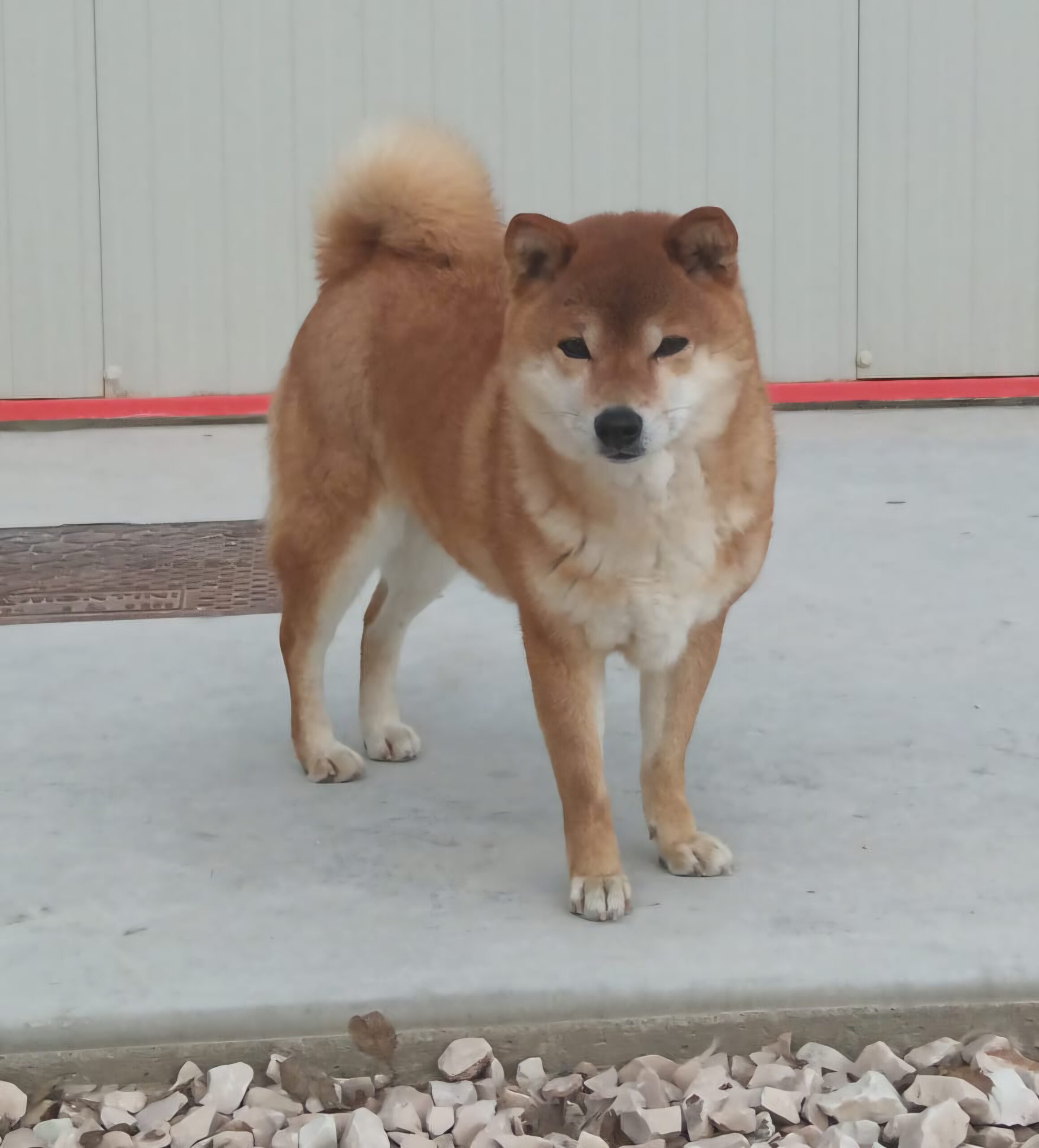 VINNI femmina adulta di 8 anni di razza Shiba Inu di Allevamento Kuma - Lusiana Conco ( VI)