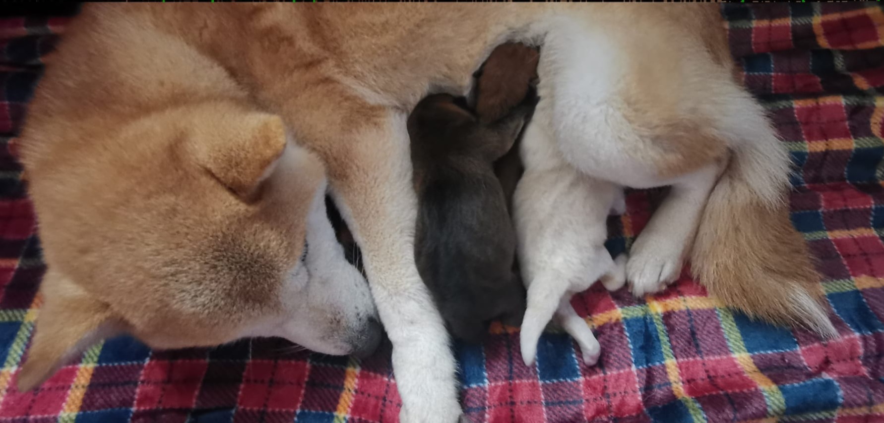 cucciolata nata il 01_12_25 di razza Shiba Inu di Allevamento Kuma - Lusiana Conco (VI)