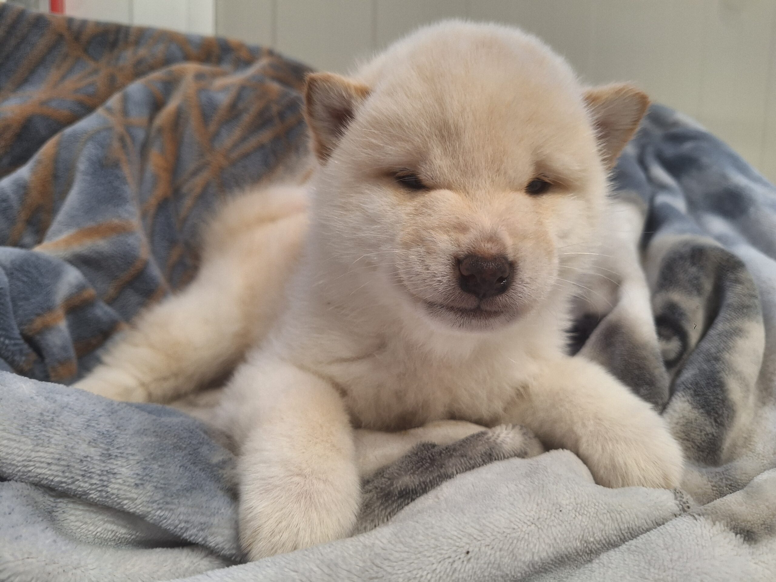 Cucciolo bianco di razza Shiba Inu di Allevamento Kuma Lusiana Conco - VI - Italia nato il 1 dicembre 2025