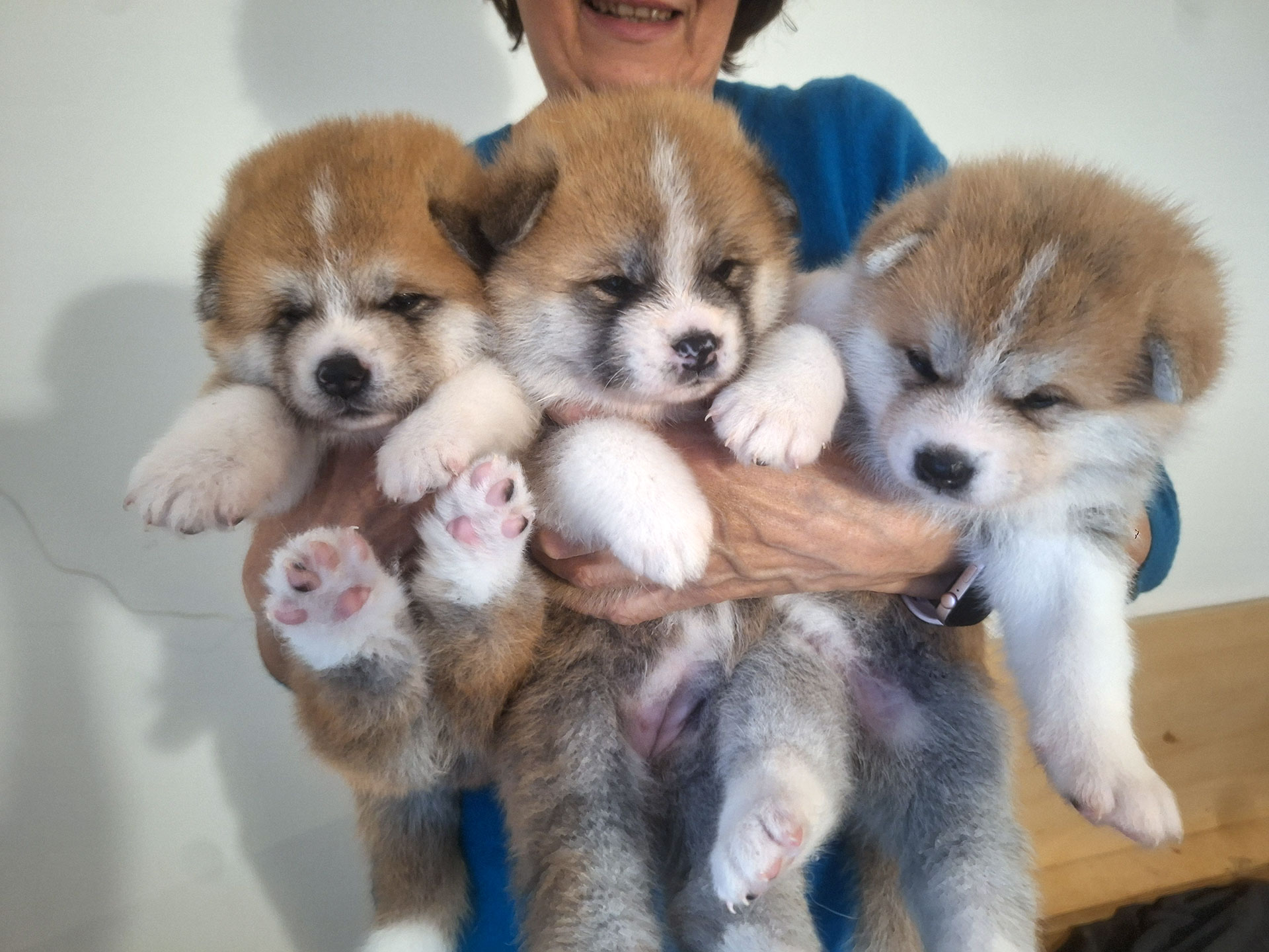 Akita Inu cuccioli
