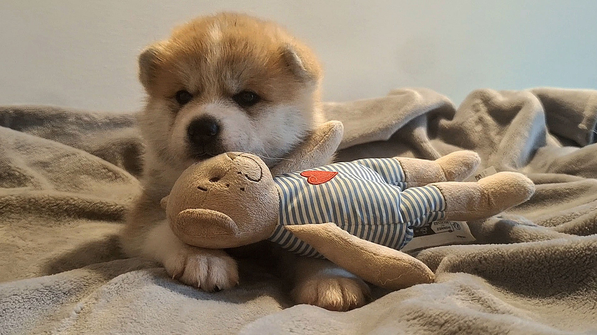 Allevamento Akita Inu