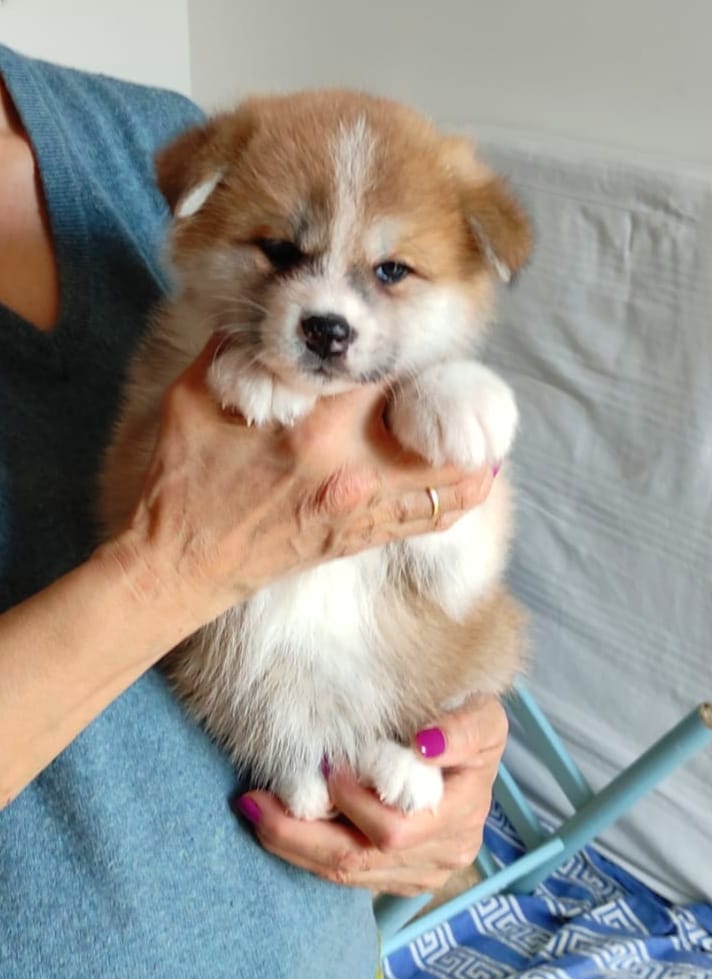 cucciola femmina di razza AKITA INU nata il 13 febbraio - Allevamento Kuma Lusiana Conco (VI)