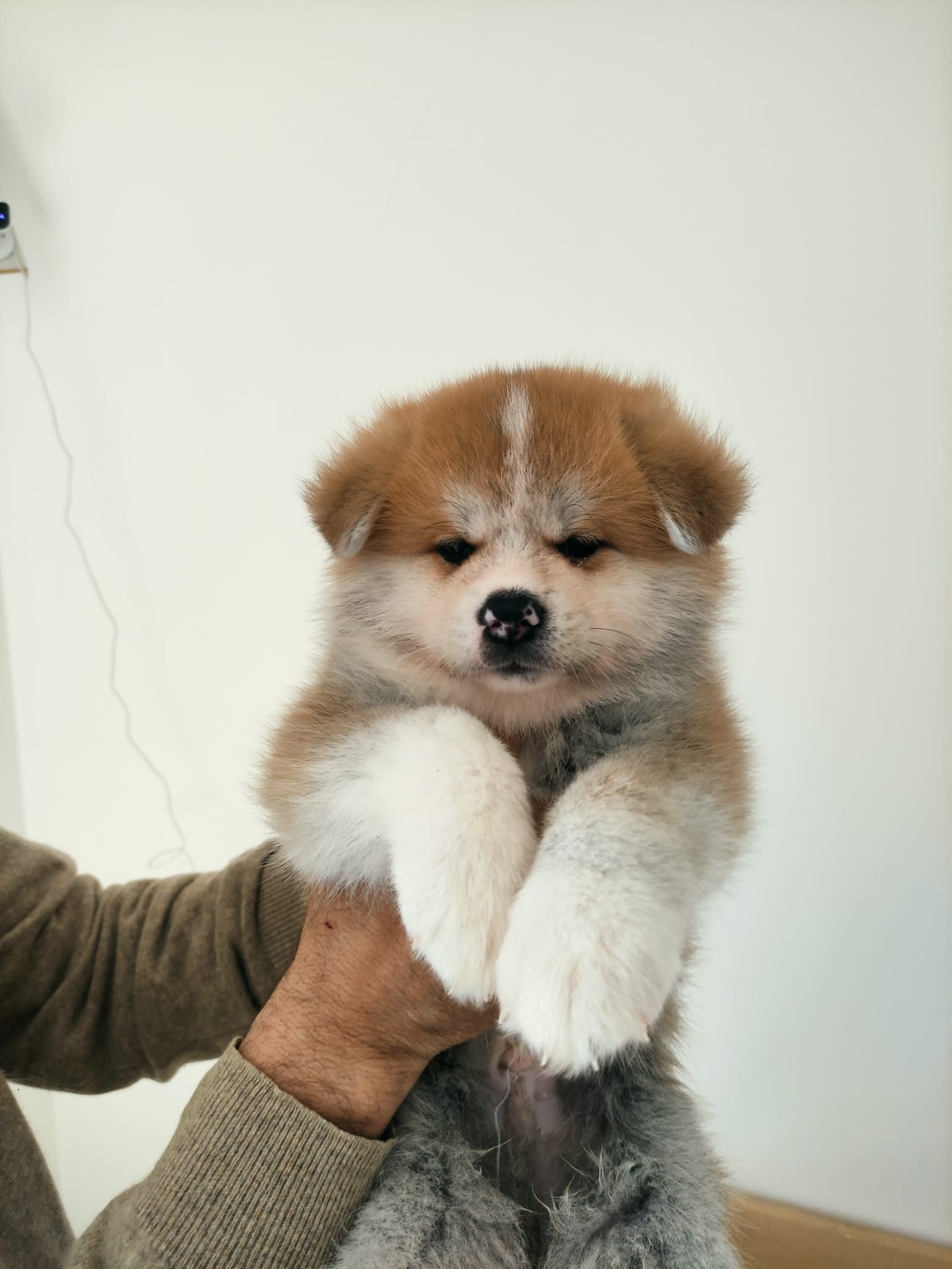 cucciolo maschio di razza AKITA INU nato il 13 febbraio - Allevamento Kuma Lusiana Conco (VI)