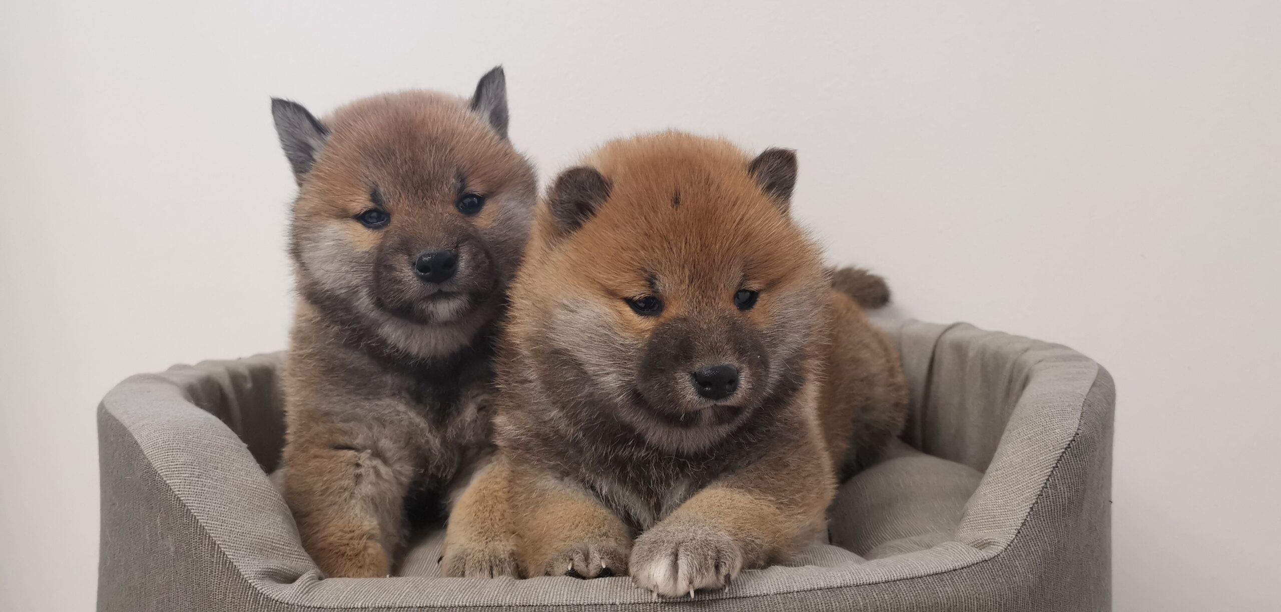 cuccioli di razza shiba inu di Allevamento Kuma (Lusiana Conco) - VI - Italia nati il 13_04_26