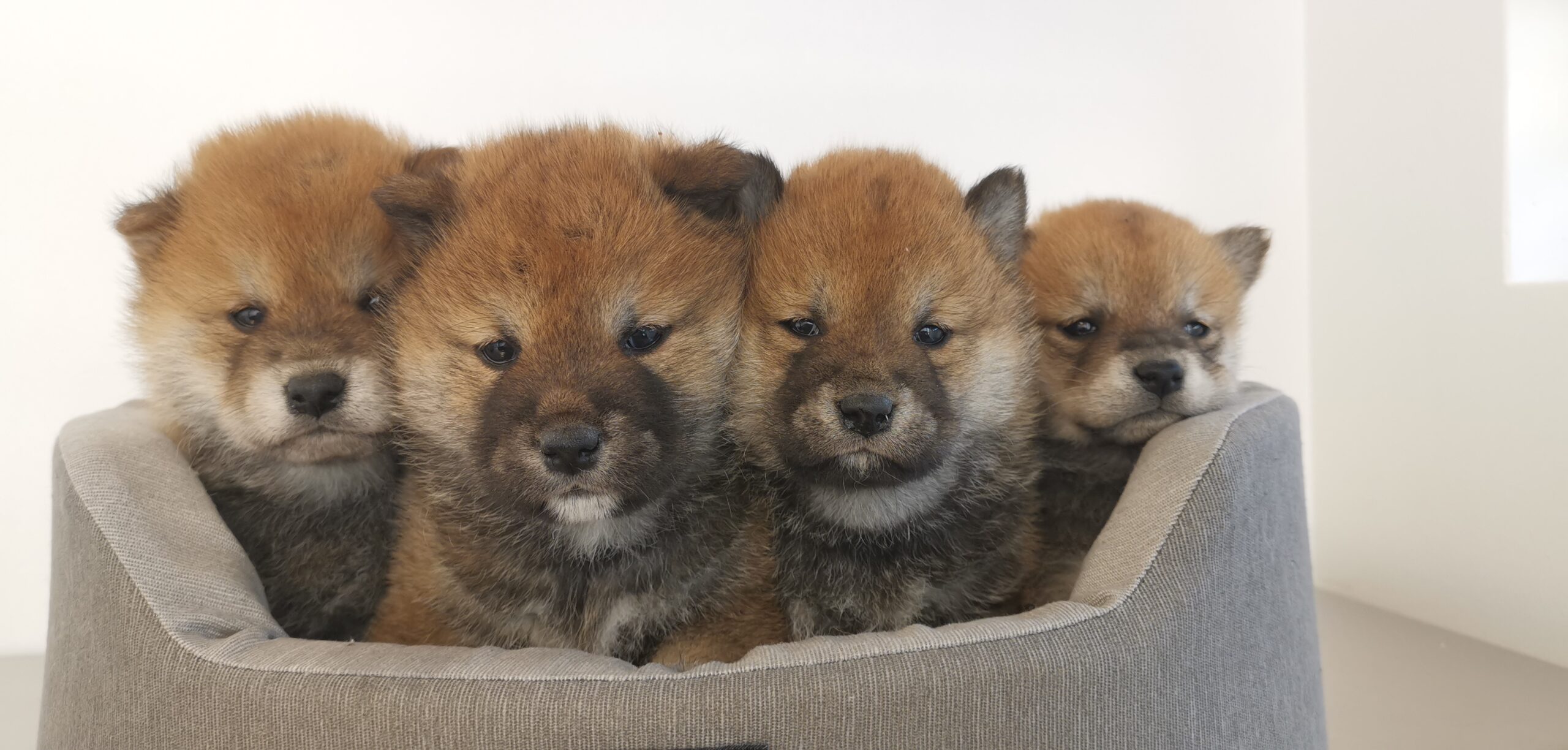 cuccioli di razza shiba inu di Allevamento Kuma (Lusiana Conco) - VI - Italia nati il 16_04_26_