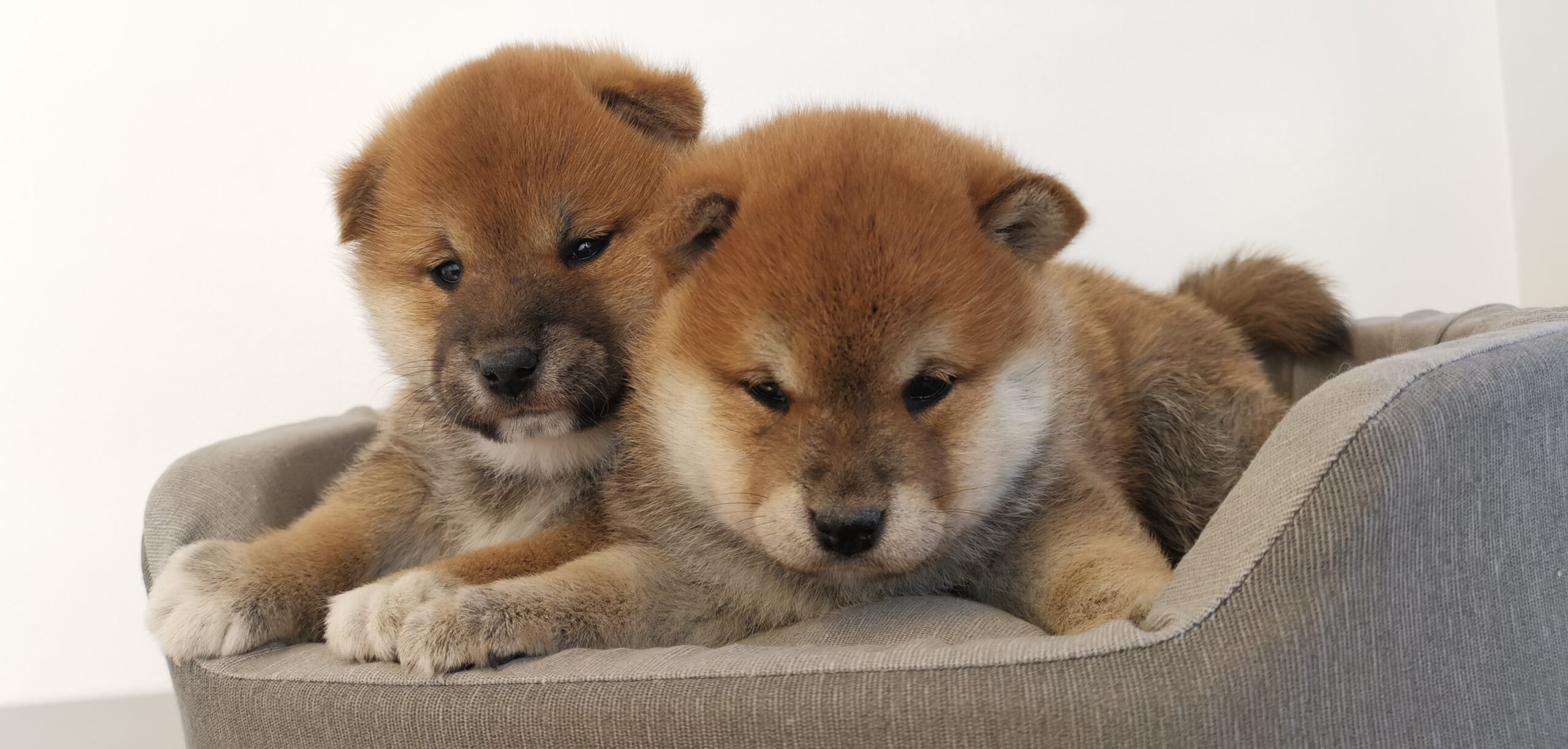 cuccioli di razza shiba inu di Allevamento Kuma (Lusiana Conco) - VI - Italia nati il 17_04_26