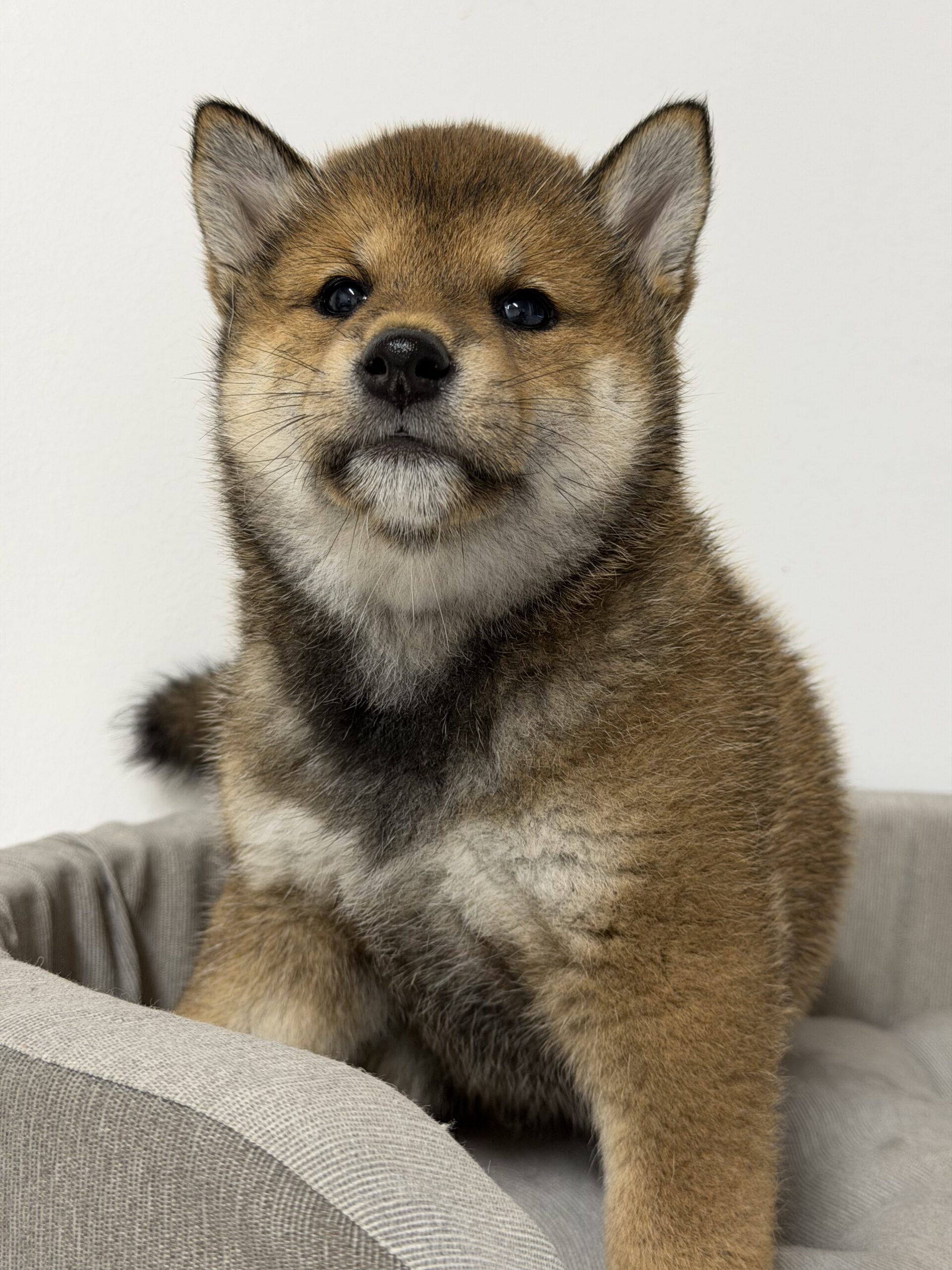 cucciola femmina di razza SHIBA INU di Allevamento Kuma nati il 11_07_26