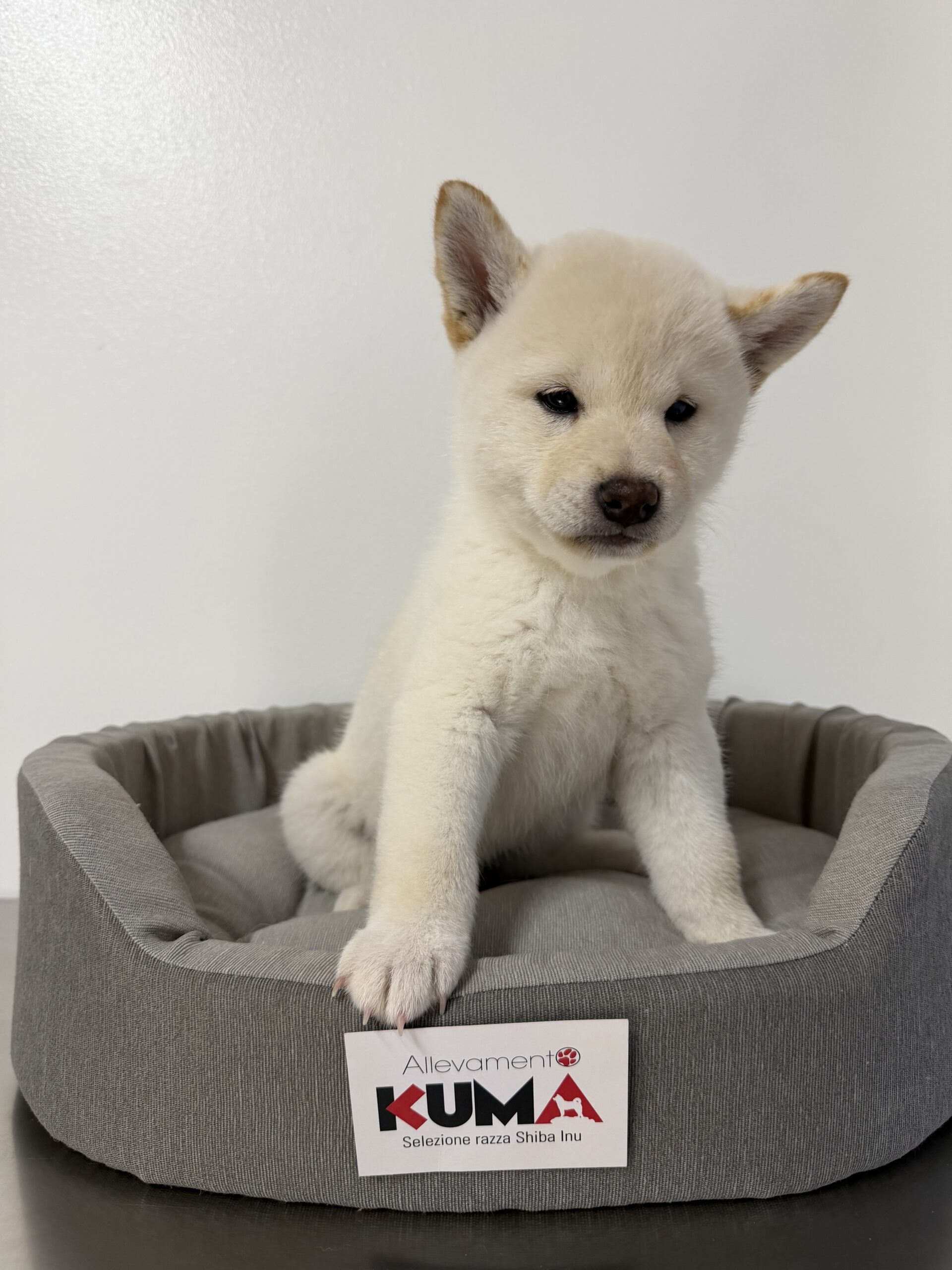cucciola femmina di razza SHIBA INU di Allevamento Kuma nati il 30_09_26