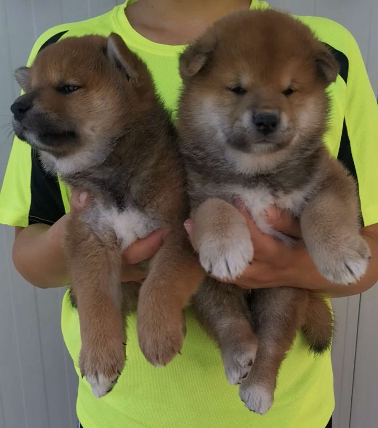 cuccioli di razza shiba inu di Allevamento Kuma (Lusiana Conco) - VI - Italia nati il 11_07_26
