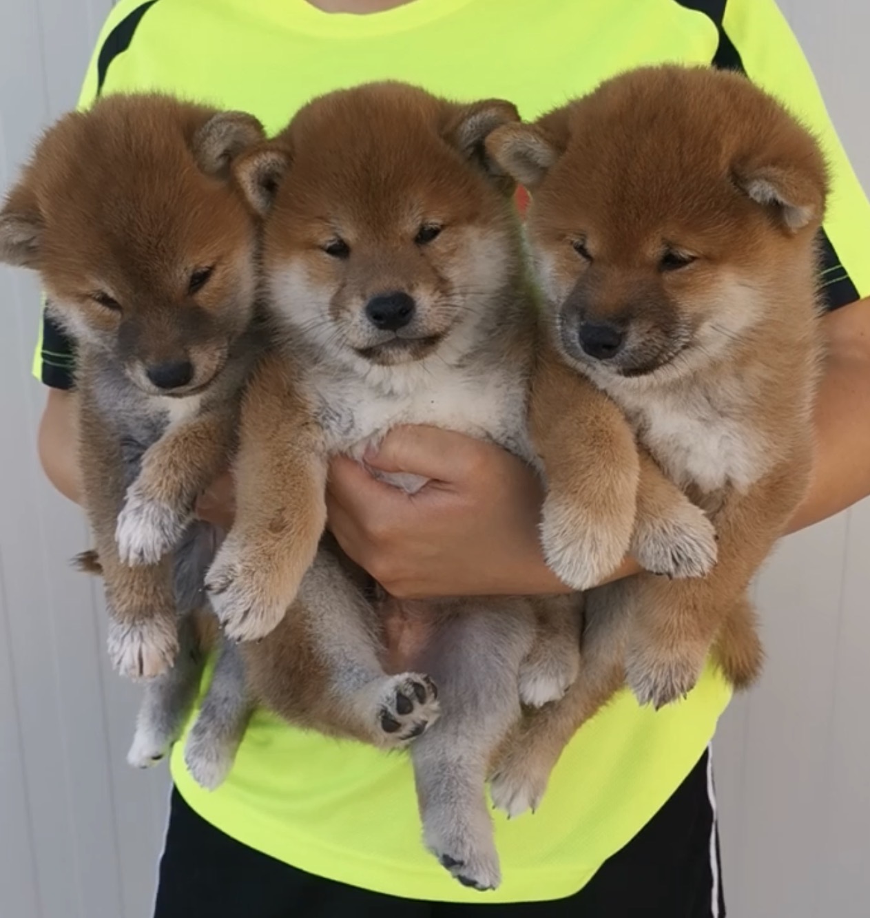 cuccioli di razza shiba inu di Allevamento Kuma (Lusiana Conco) - VI - Italia nati il 30_06_26