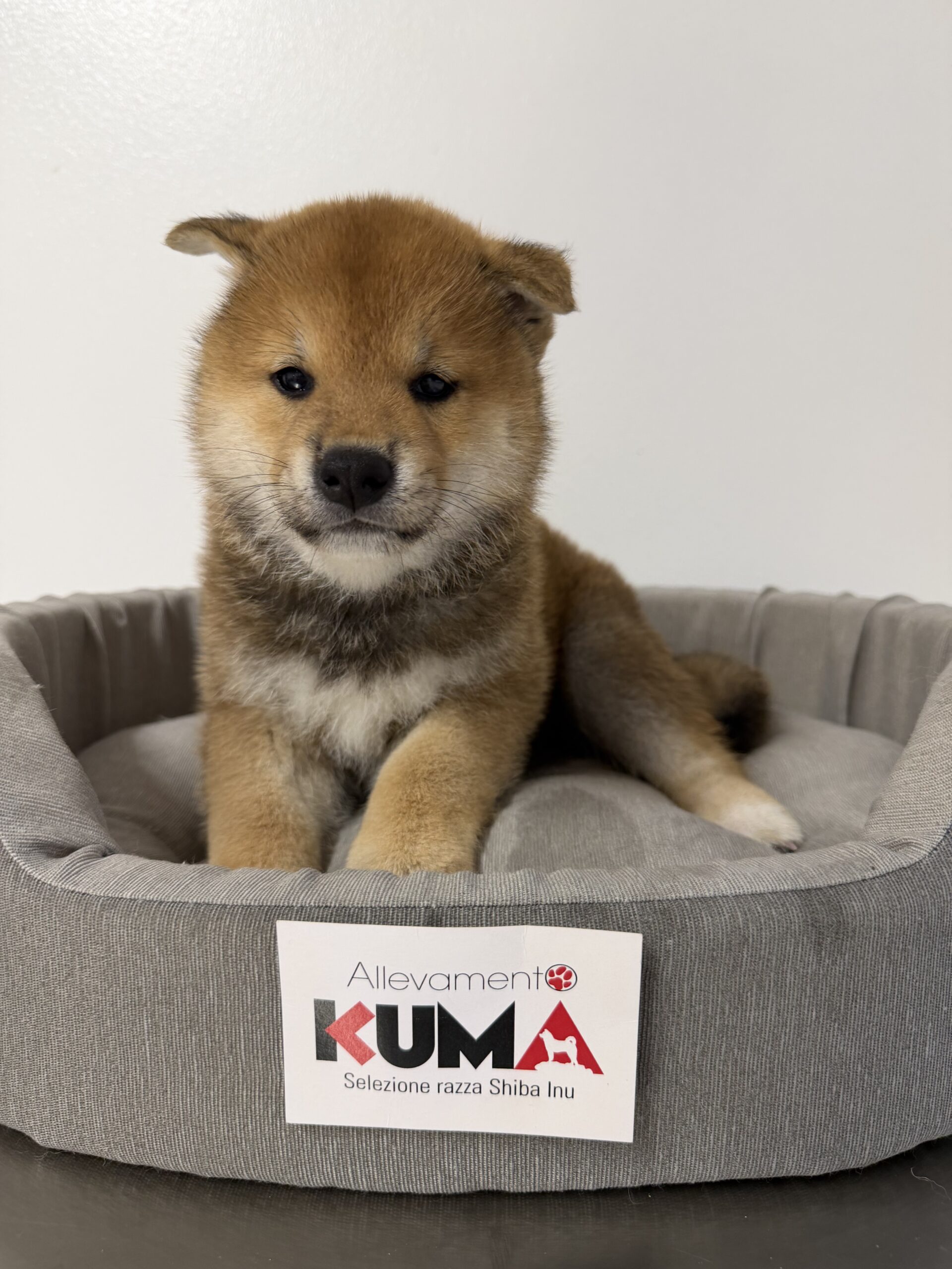 cucciolo maschio 1 di razza SHIBA INU di Allevamento Kuma nati il 11_07_26