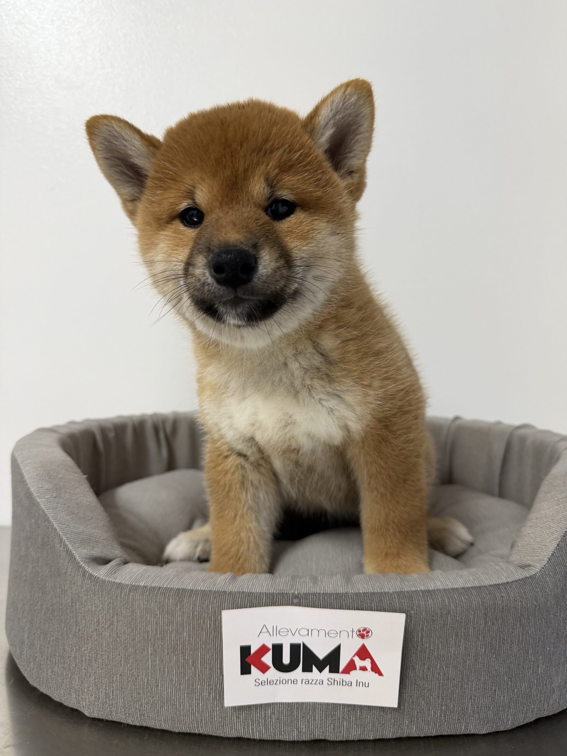 cucciolo maschio 1 di razza SHIBA INU di Allevamento Kuma nato il 30_09_26