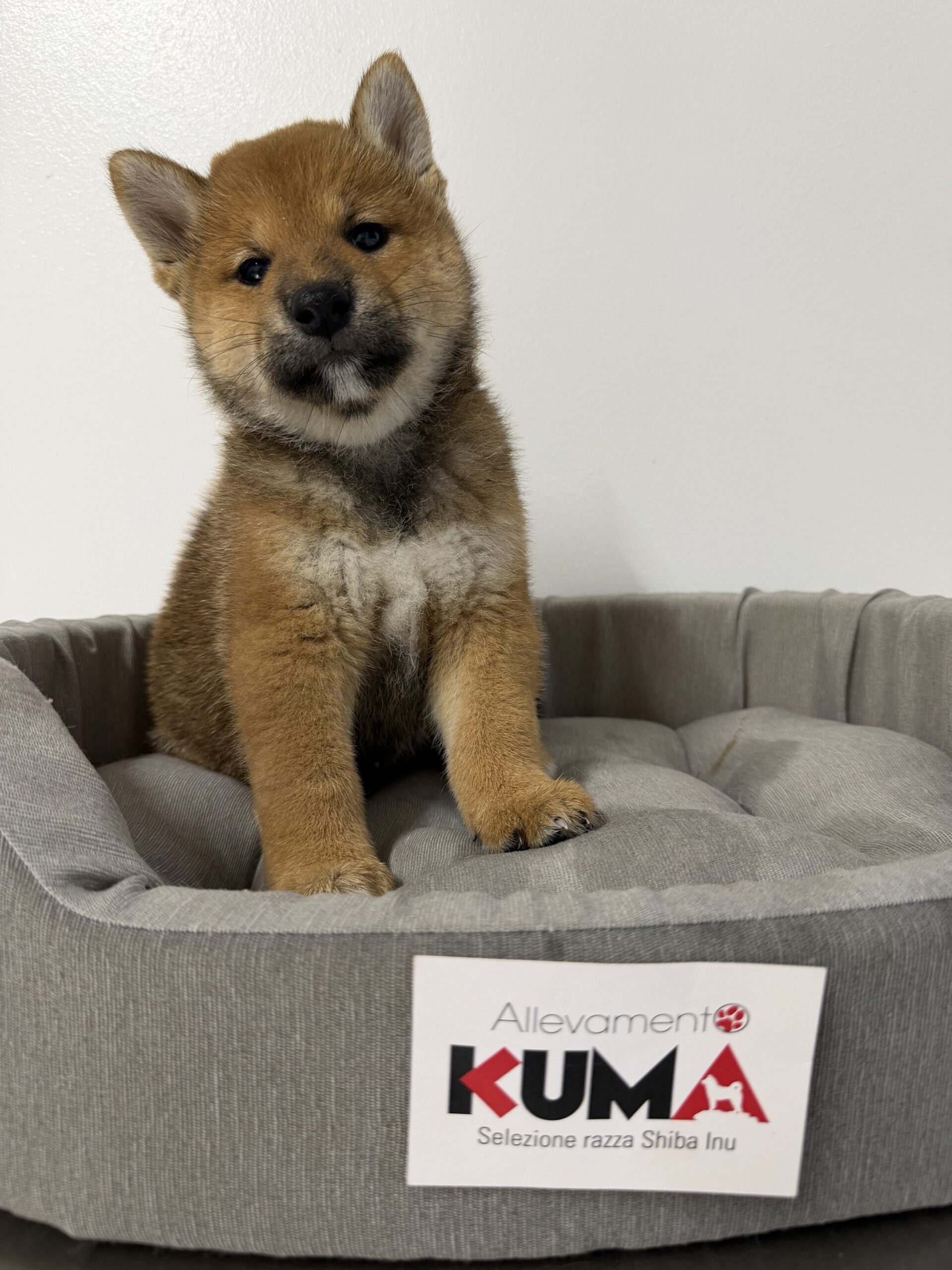 cucciolo maschio 2 di razza SHIBA INU di Allevamento Kuma nati il 11_07_26