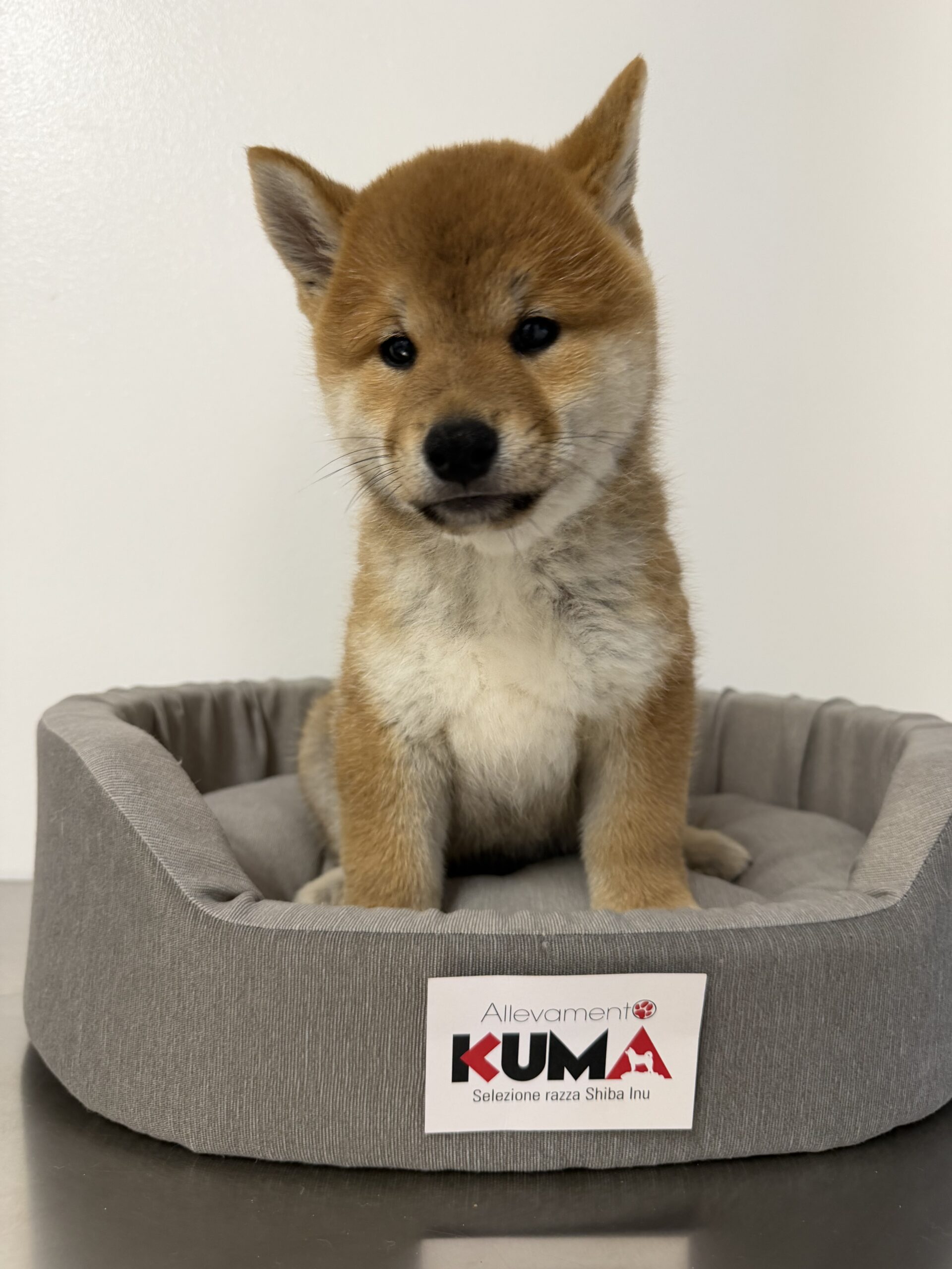 cucciolo maschio 2 di razza SHIBA INU di Allevamento Kuma nato il 30_09_26